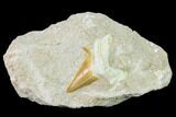 Otodus Shark Tooth Fossil in Rock - Eocene #135841-1